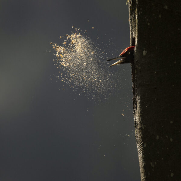 Whispers in the Woods