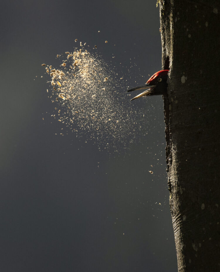 Whispers in the Woods